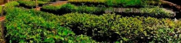 Projetos patrocinados pela Petrobras lançam exposição sobre preservação da biodi