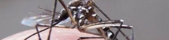 MICROCEFALIA E MALES DO ZIKA
