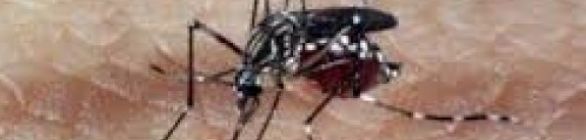 Marinha inicia combate ao Aedes aegypti, utilizando a informação como arma
