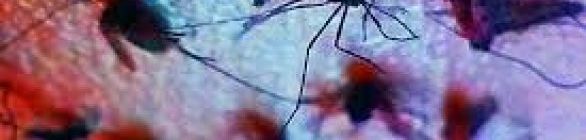Estudo revela como vírus da zika se multiplica após transmissão sexual