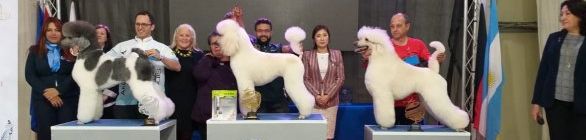 Salvador recebe importante evento voltado para área dos pets