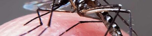 Salvador apresenta redução nos casos de Chikungunya