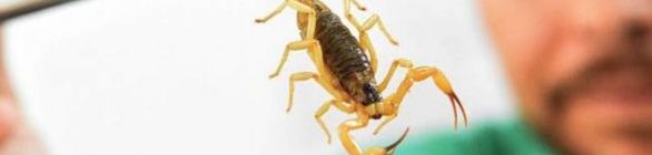 Picadas de escorpião são mais comuns no verão